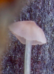 Mycena smithiana