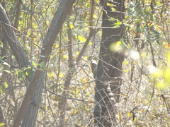 Chrysocolaptes festivus