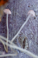 Mycena smithiana