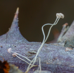 Mycena smithiana