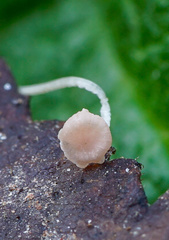 Mycena smithiana