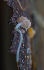 Mycena smithiana