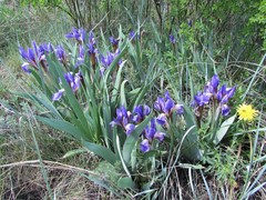 Iris glaucescens