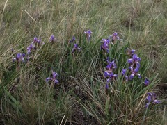 Iris glaucescens
