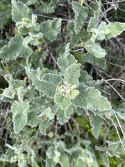 Salvia dominica