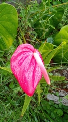 Anthurium