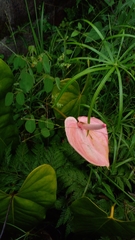 Anthurium