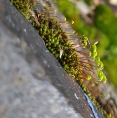 Ptychostomum capillare