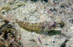 Enneapterygius atrogulare