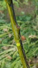 Misumena spinifera