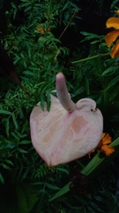 Anthurium