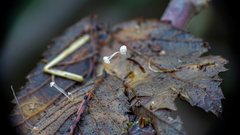 Mycena smithiana