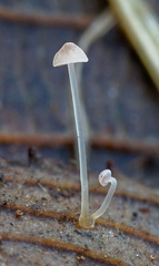 Mycena smithiana