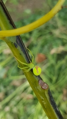 Misumena spinifera