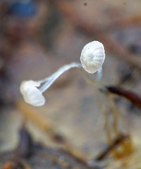 Mycena smithiana