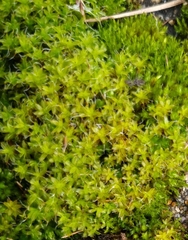 Syntrichia ruralis