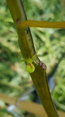 Misumena spinifera