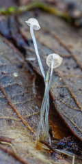 Mycena smithiana
