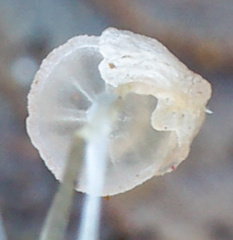 Mycena smithiana