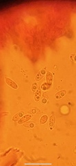Mycena smithiana