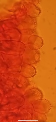 Mycena smithiana