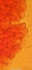 Mycena smithiana