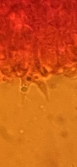 Mycena smithiana