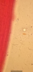 Mycena smithiana