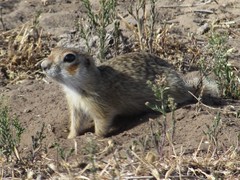 Spermophilus erythrogenys