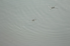 Aquarius adelaidis