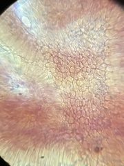 Mycena smithiana
