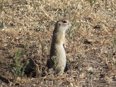Spermophilus erythrogenys