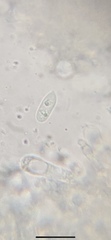 Mycena smithiana