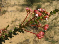 Scholtzia uberiflora