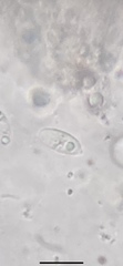 Mycena smithiana