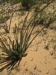 Scholtzia uberiflora