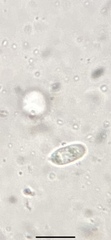 Mycena smithiana