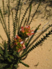 Scholtzia uberiflora
