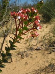 Scholtzia uberiflora