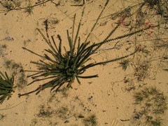 Scholtzia uberiflora