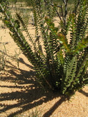 Scholtzia uberiflora