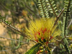 Melaleuca aestiva