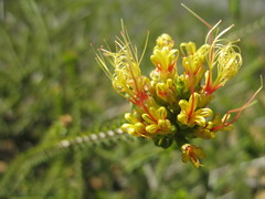 Melaleuca aestiva