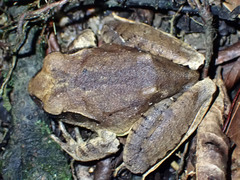 Mixophyes carbinensis