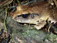 Mixophyes carbinensis