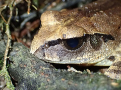 Mixophyes carbinensis