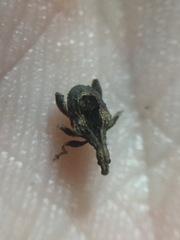 Stephanorhynchus crassus