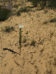 Commersonia densiflora