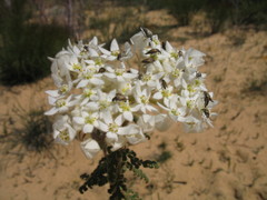 Commersonia densiflora