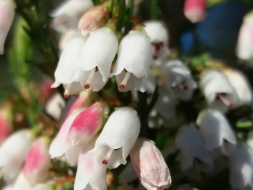 Erica lusitanica